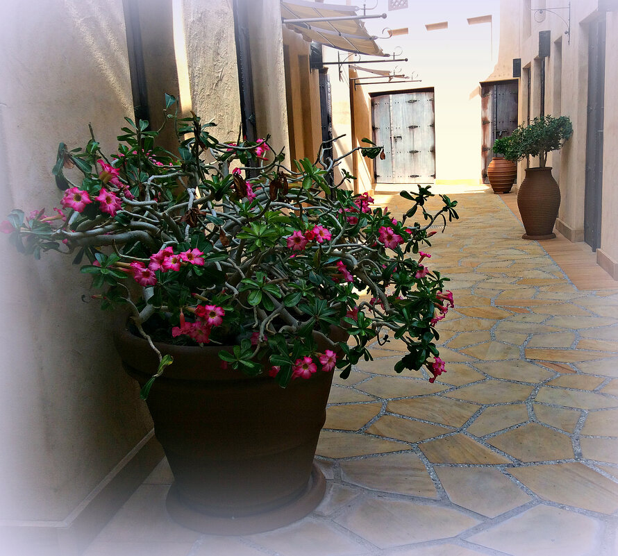 Дворик - Alisia La DEMA