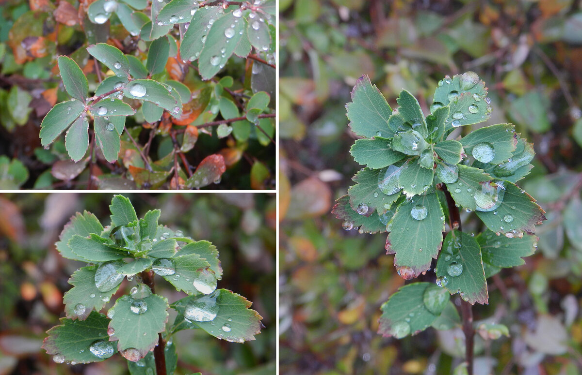 капельки - Лера 