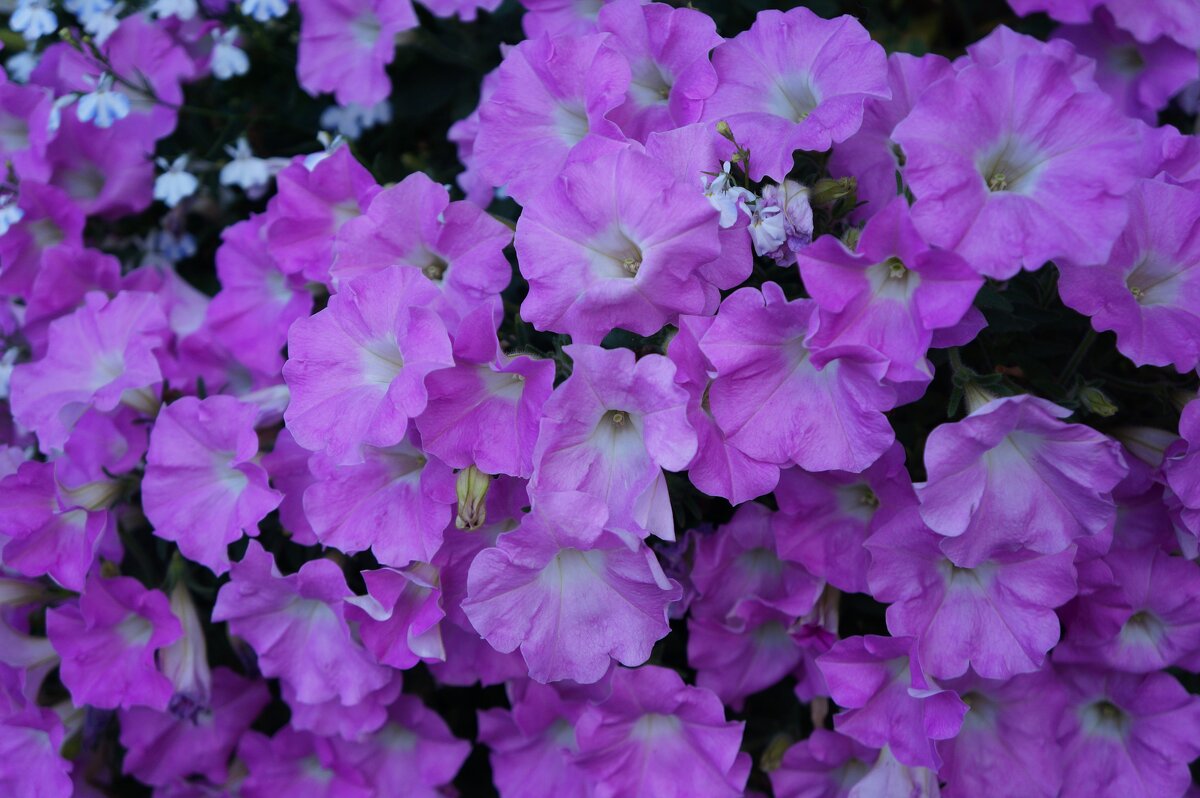 * * * * - Алёна Савина