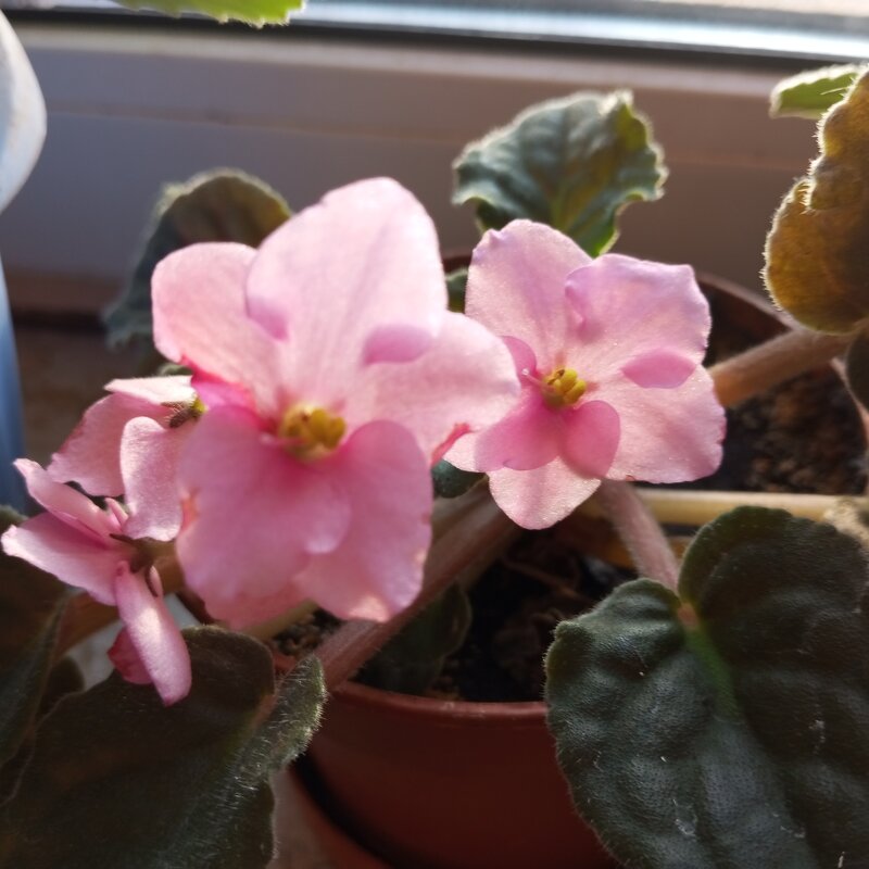 Фиалка - Елена Семигина