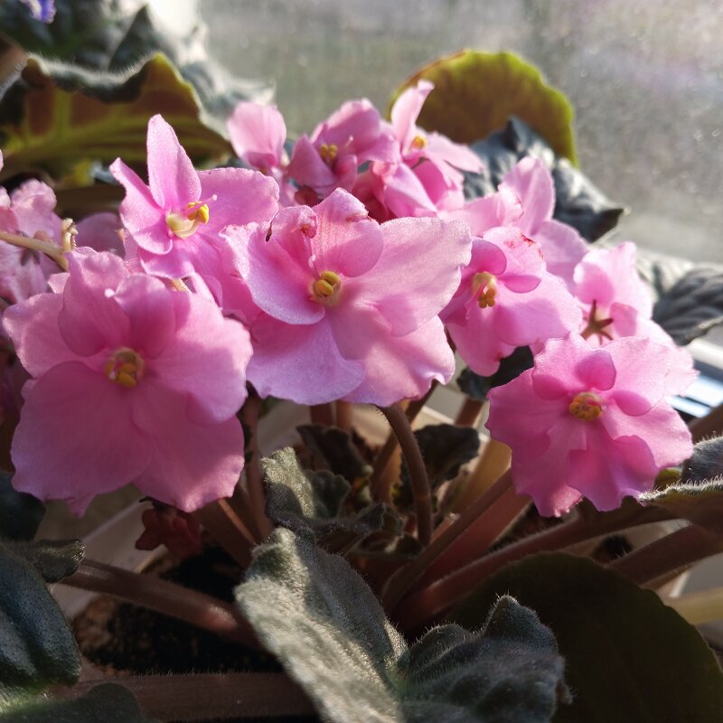 Моя фиалка - Елена Семигина