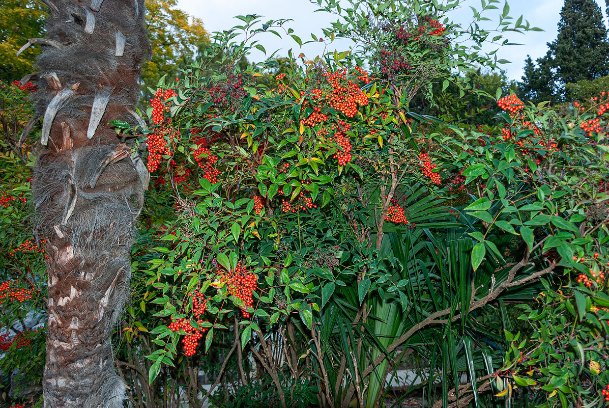Осени картины - Варвара Осени картины - Варвара
