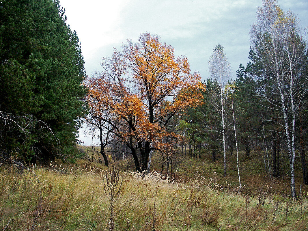 Дубок - MILAV V