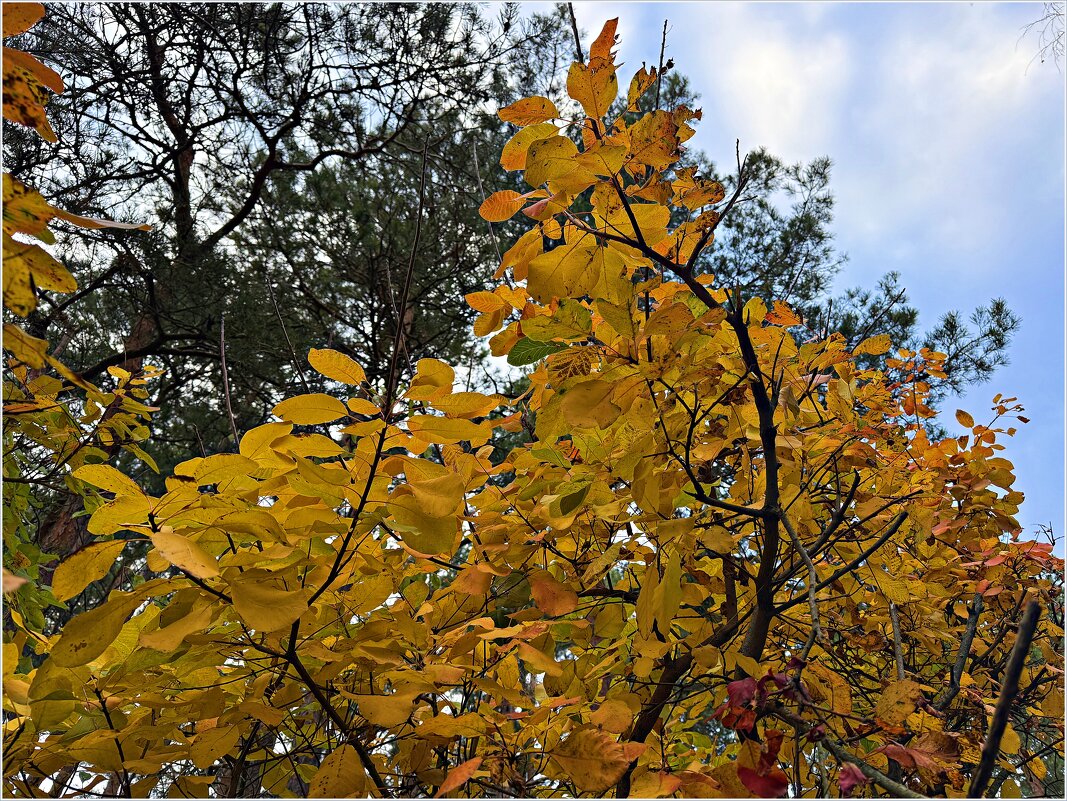 ***** - Валерия Комова