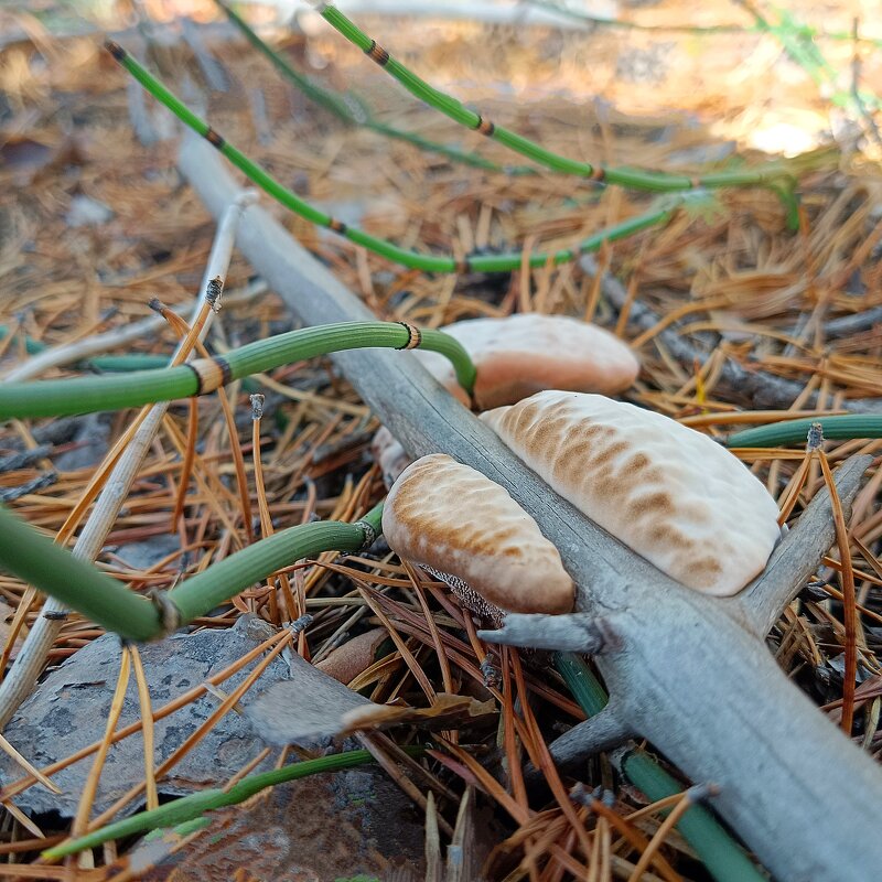 Грибной захват - Ирина *