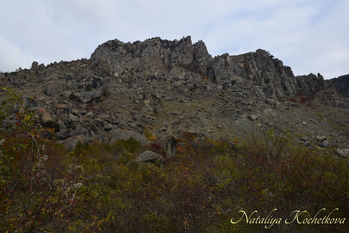 Природа Крыма - Amazing Cosmea