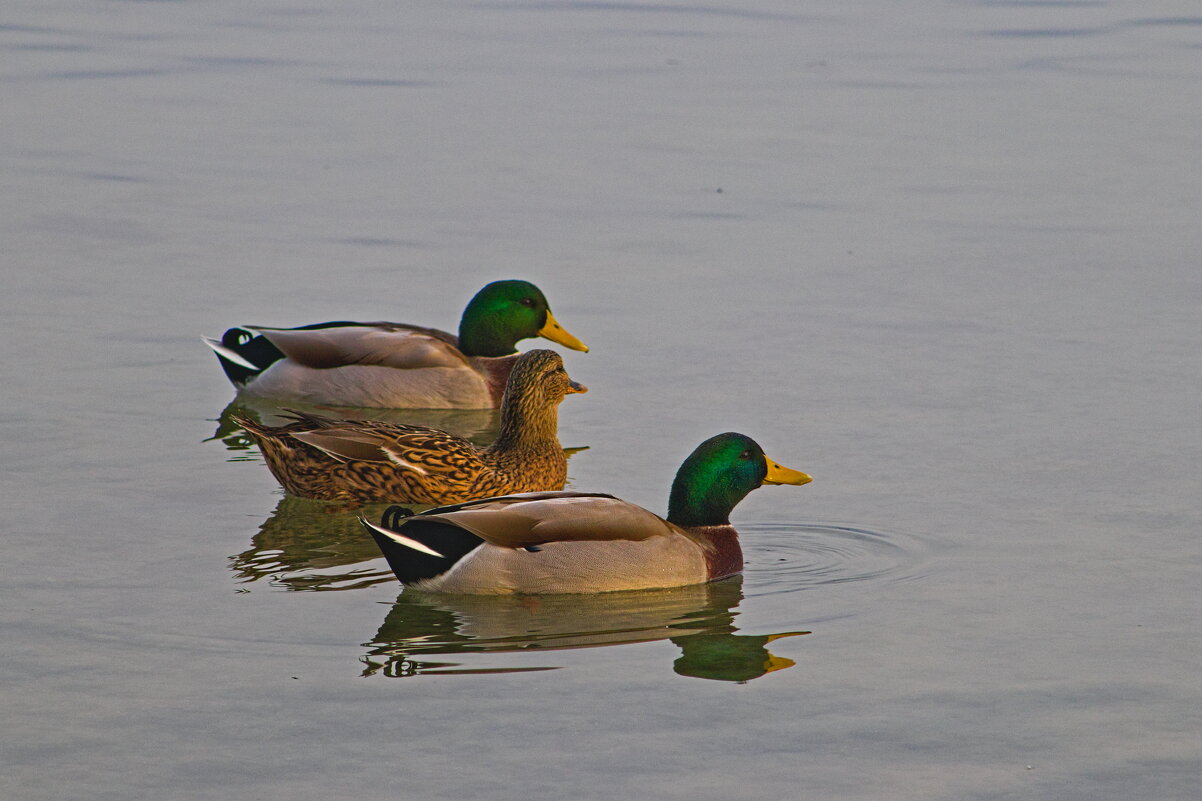 Кряквы. - Giant Tao /