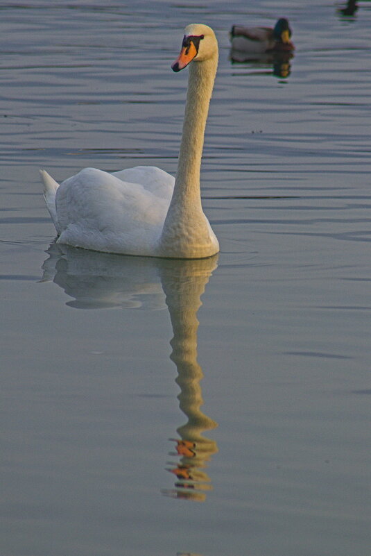 лебедь - Giant Tao /