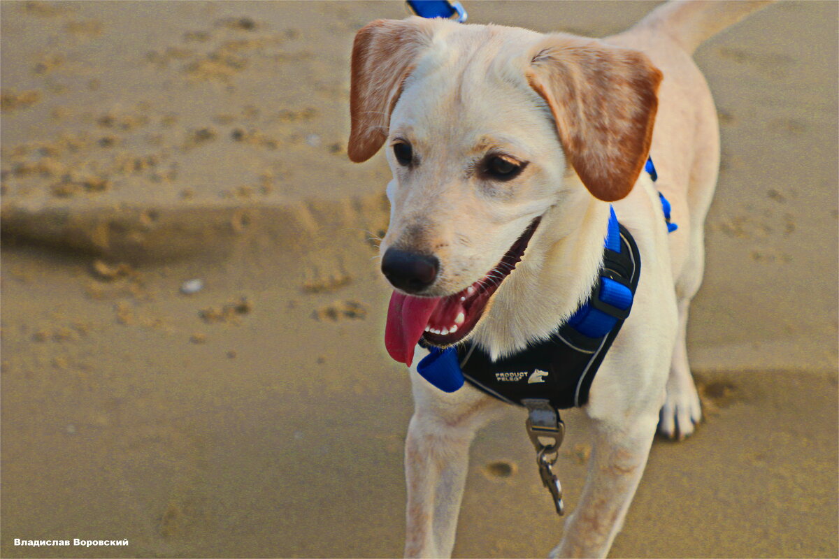 Моя любимая собака Хелли - Владислав Воровский 