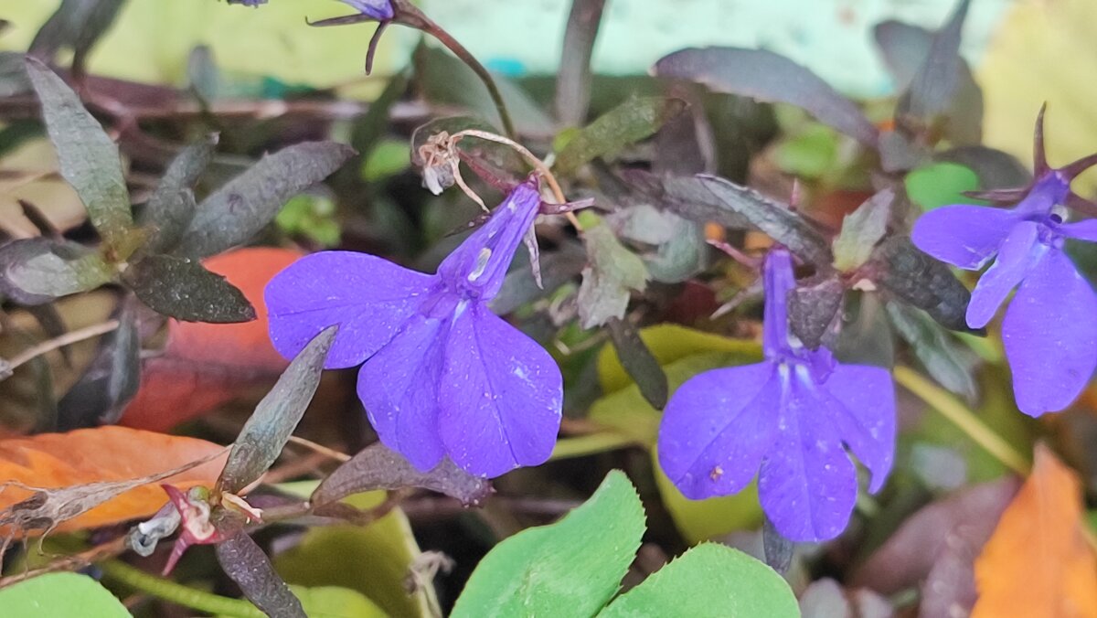 ,,, - Сергей Тимоновский