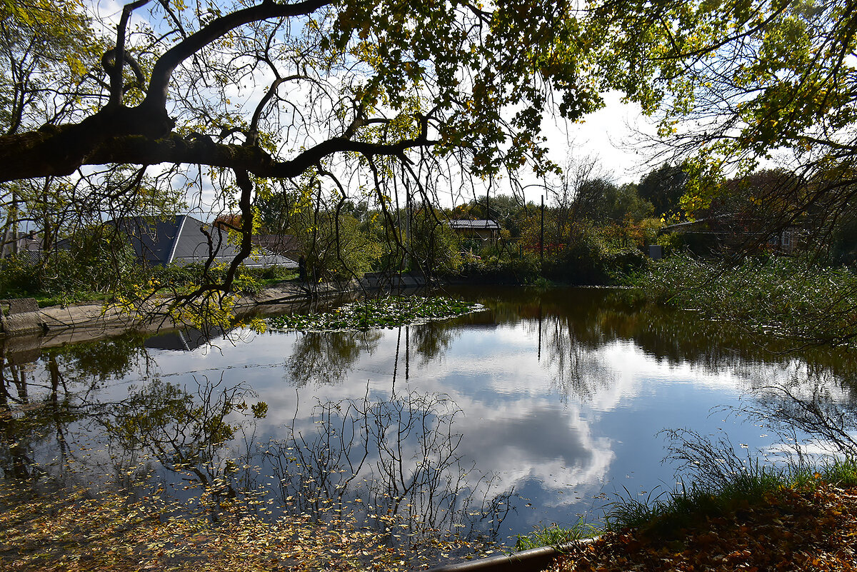 Осенний пруд - Александр Осенний пруд - Александр