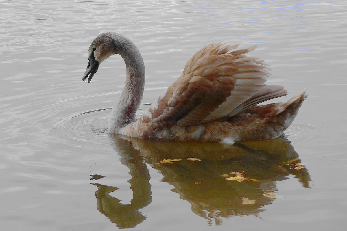 Лебединая молодежь - Рита Симонова