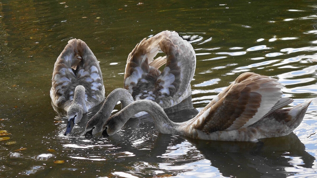 Лебединая молодежь - Рита Симонова