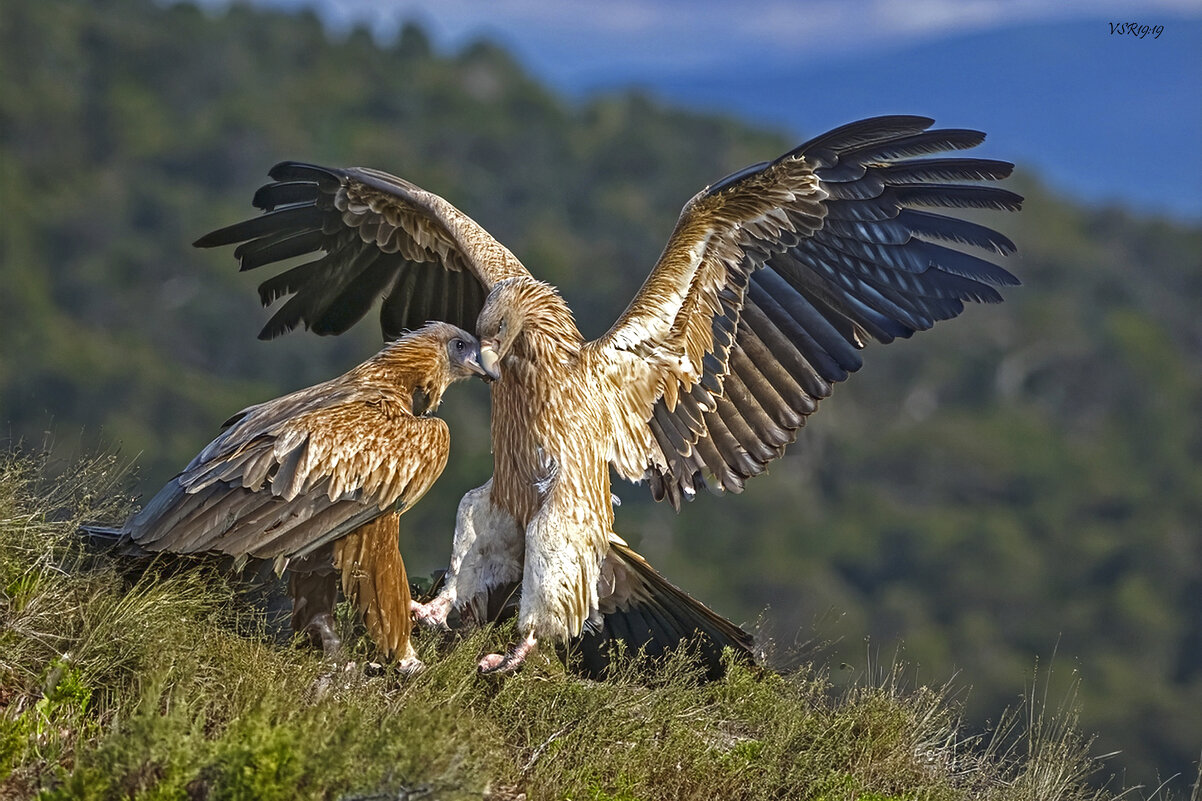 Ну Хто ты такой?.. - Shmual & Vika Retro