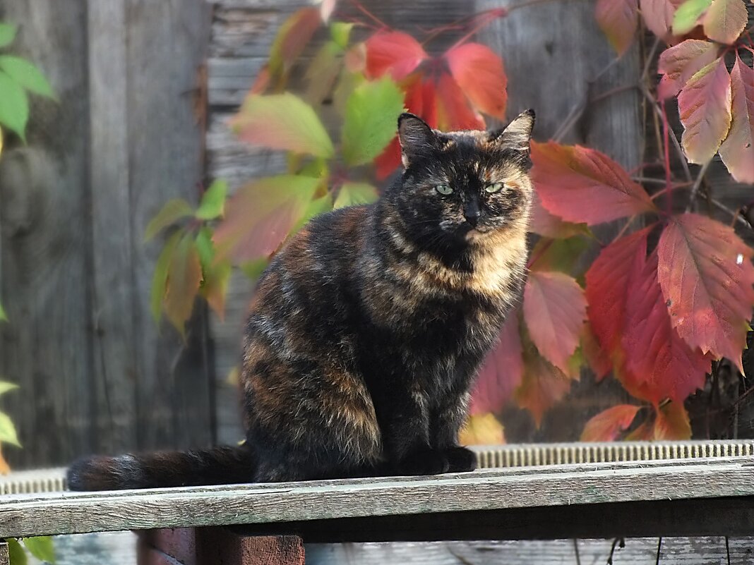 ** - Зоя Мишина ** - Зоя Мишина