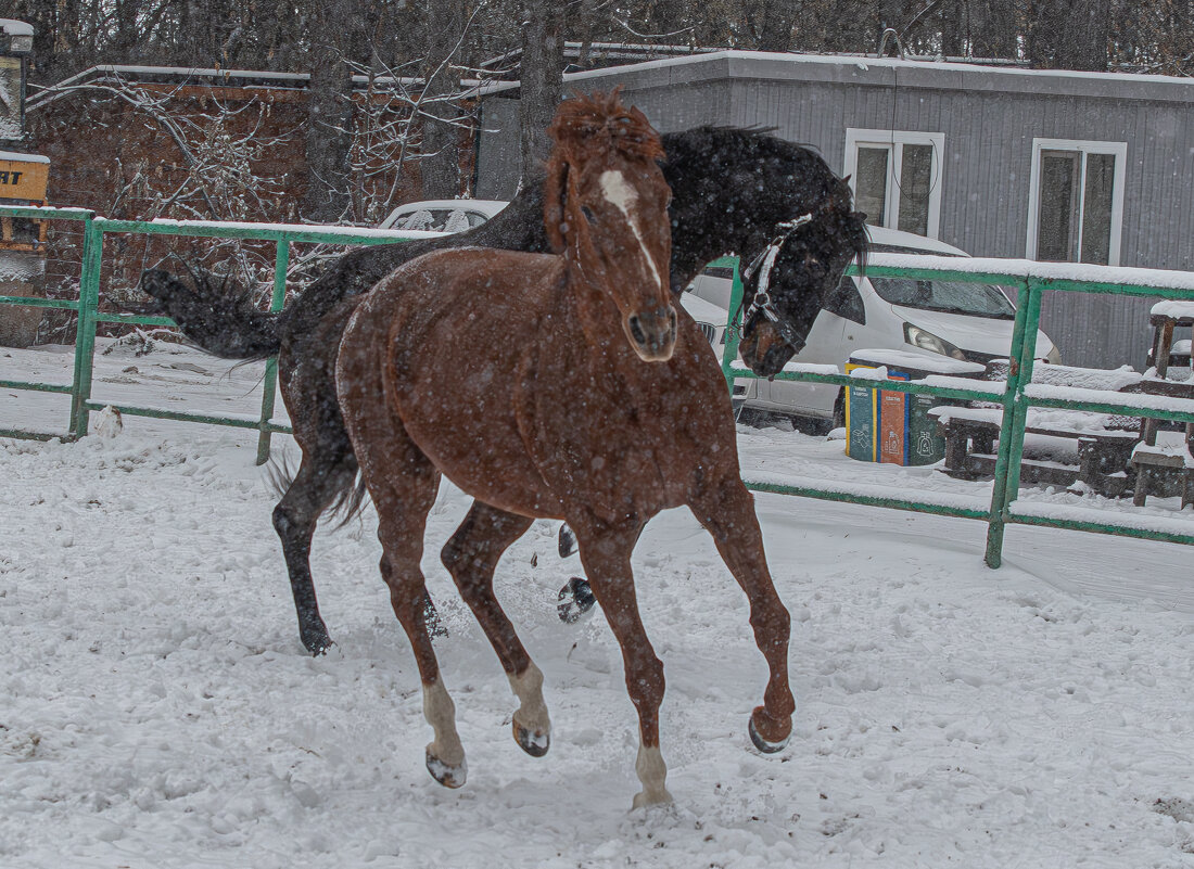 Лошади - Михаил Измайлов