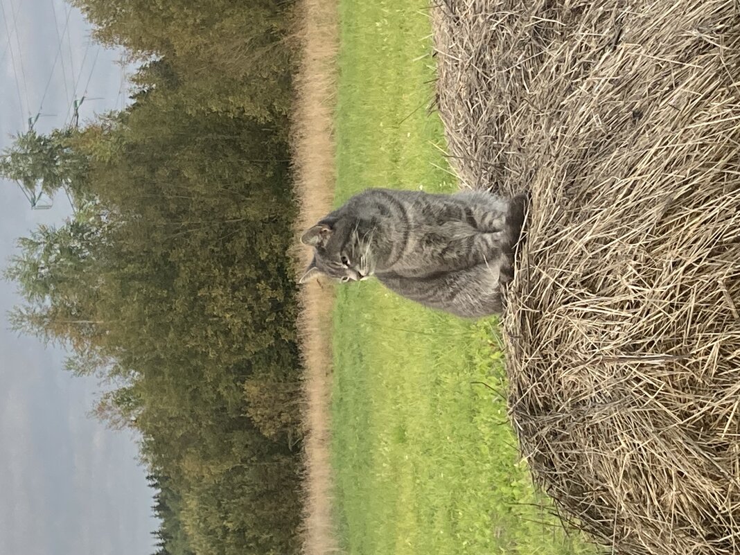 Наблюдательный пункт - Ольга Савельева 