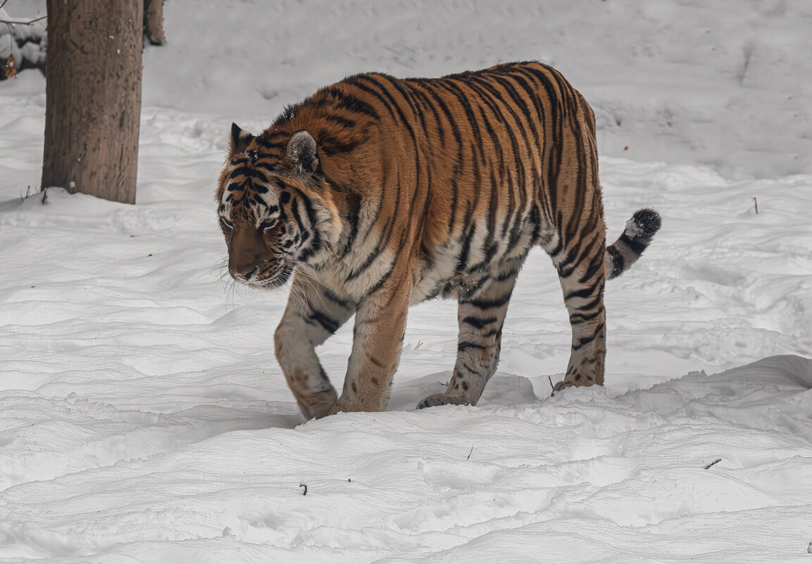Тигр - Михаил Измайлов