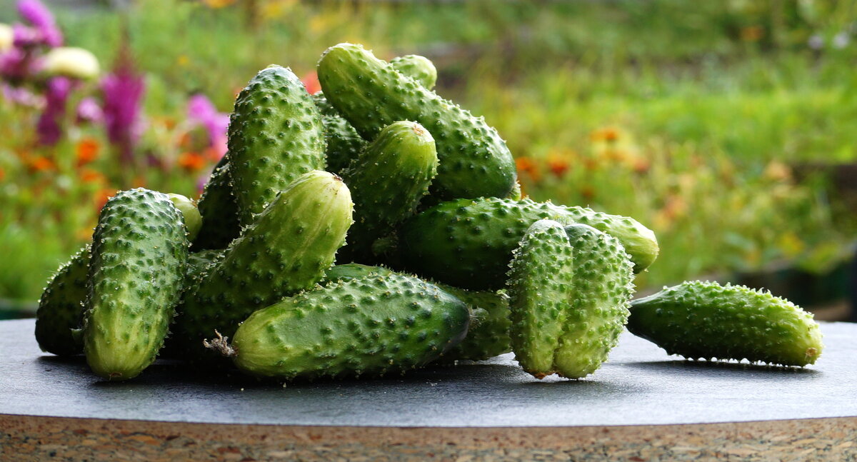 Раз  огурчик , два  огурчик ... - Нэлли Обертынская