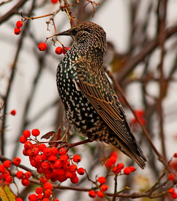 Скворец - Сергей Лычагин Скворец - Сергей Лычагин