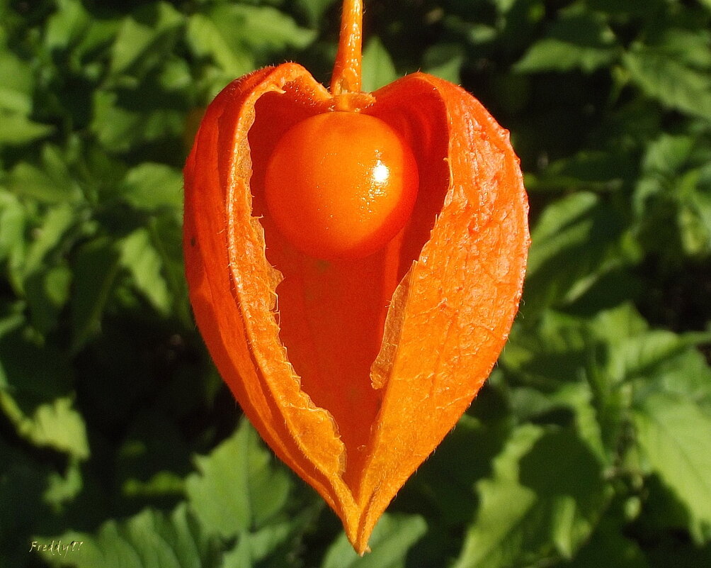 Душа нараспашку... - Freddy 97