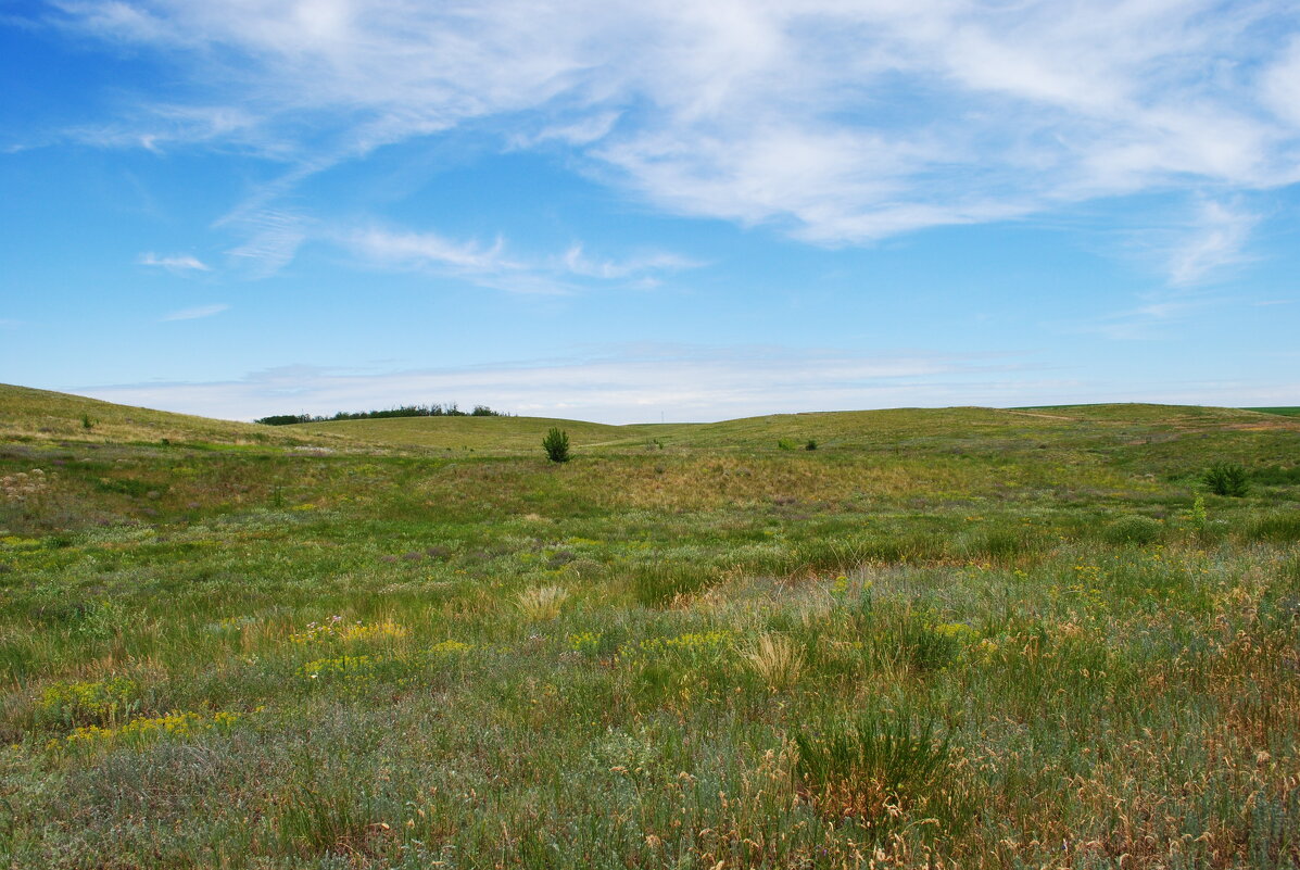 Степь. - Виктор 