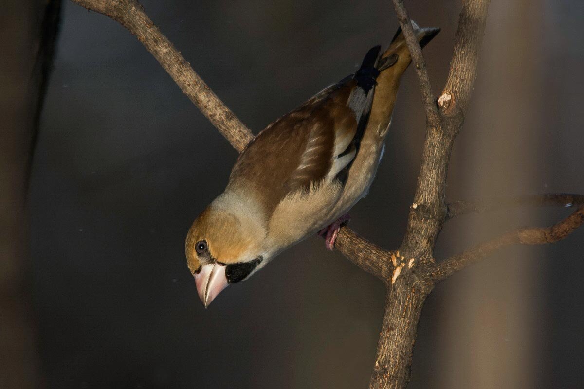 Дубонос . - Nik Lovec