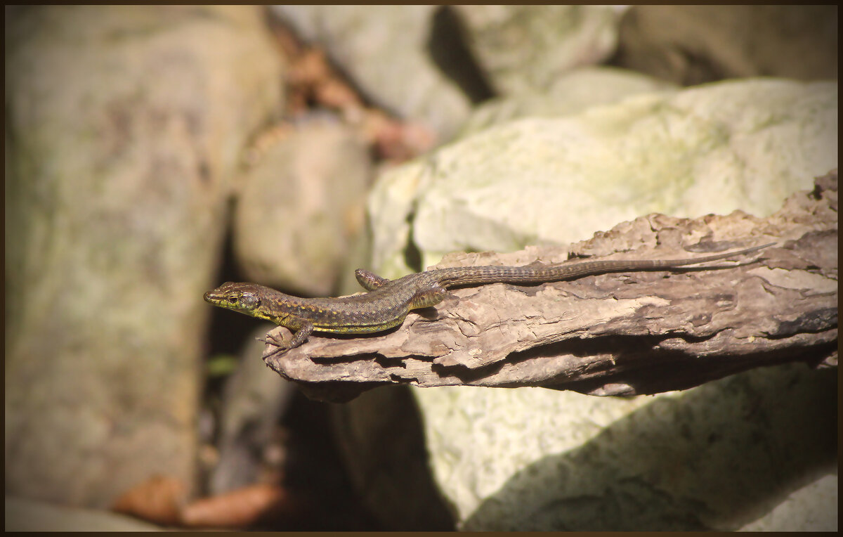 Пригрелась. - Александр 