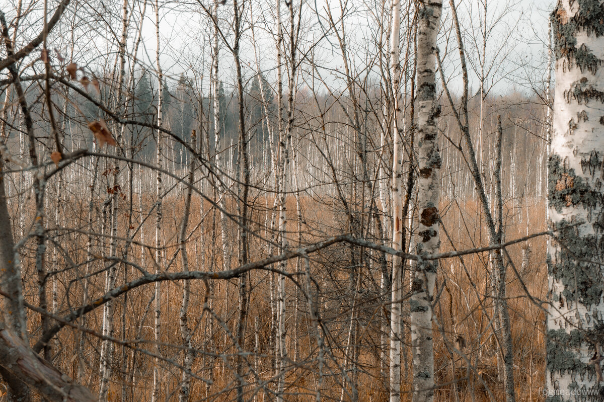 березы - fogmeadowww m