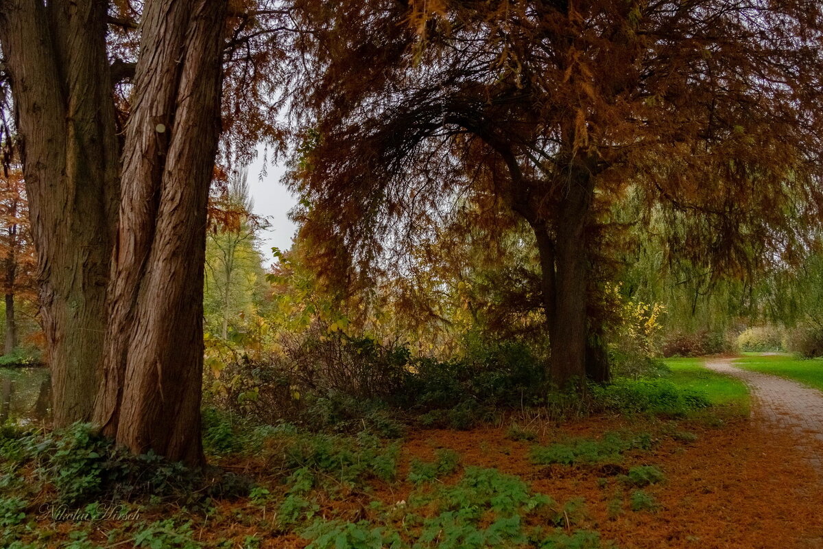 Под эвкалиптами... - Николай Гирш