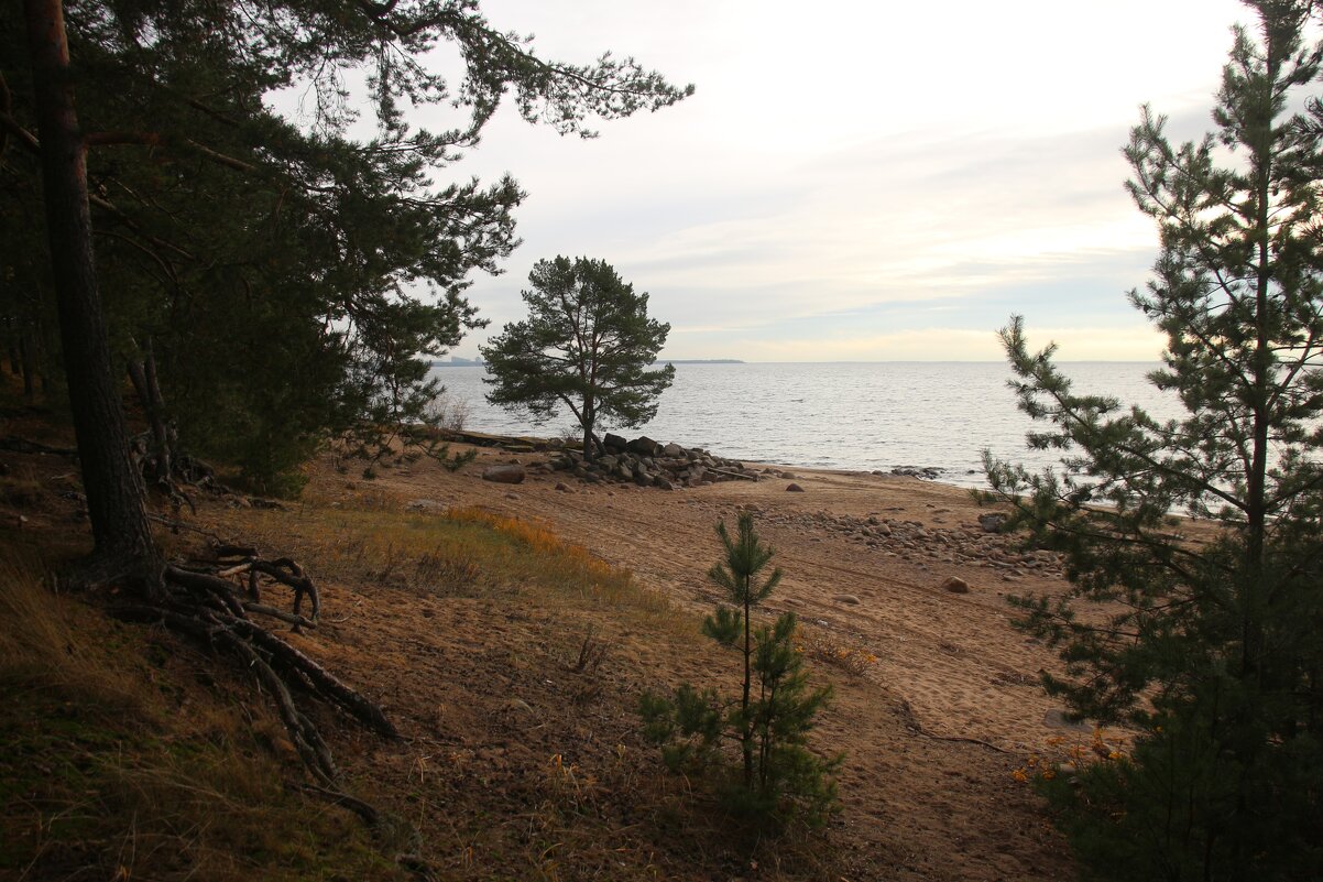 Репино - Наталья Герасимова