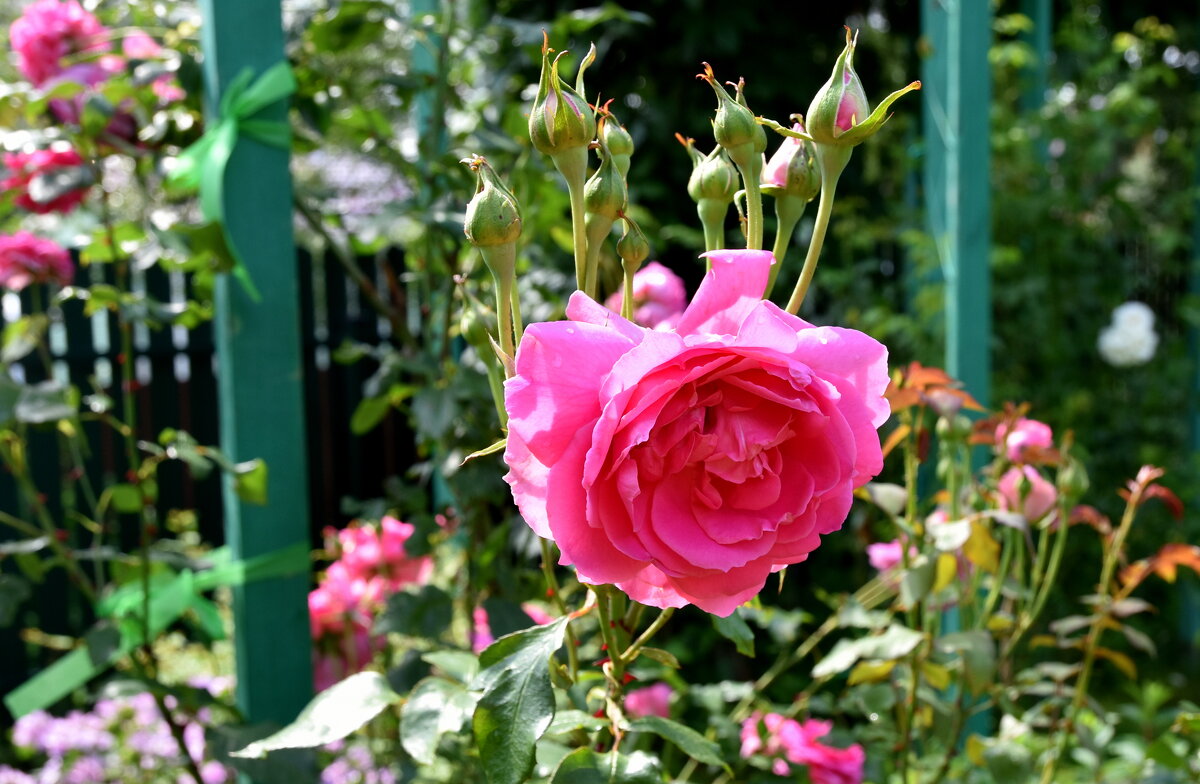 летнее - tatiana 