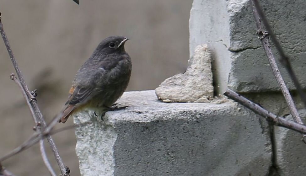 Птичка - ZNatasha -