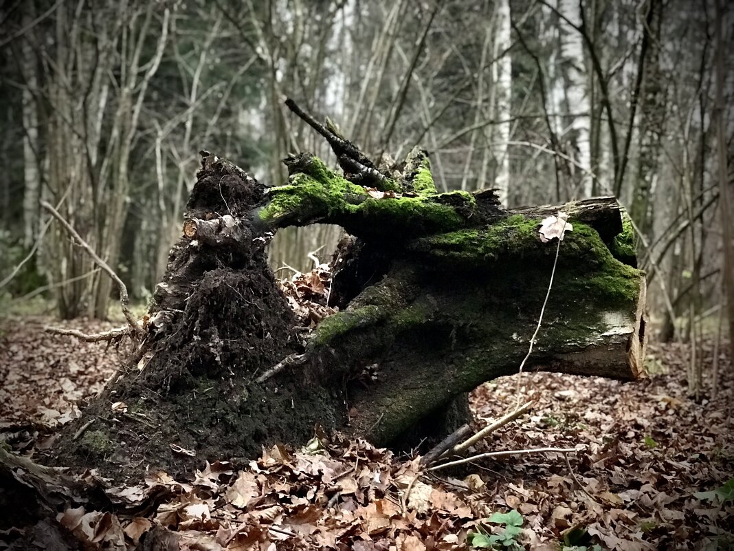 Может это была лошадь?) - Любовь 