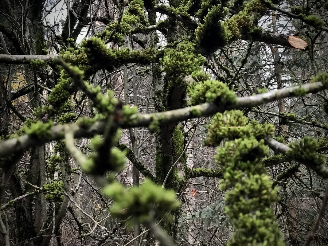 Одетые в бархат… - Любовь 