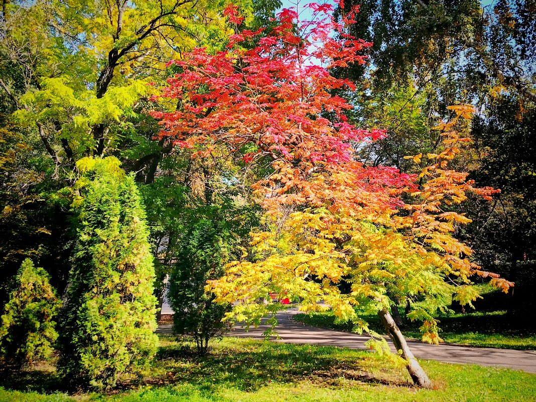 Осень порадовала! - Надежда 