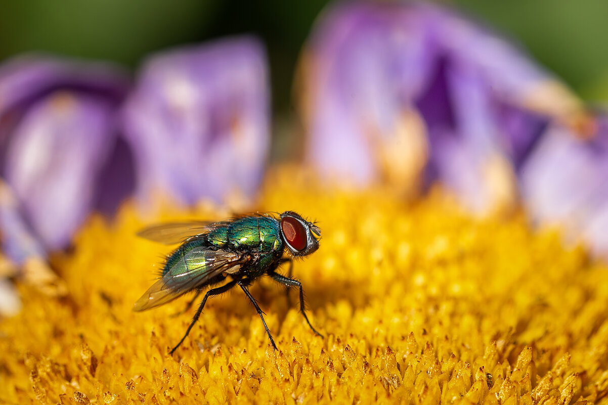 Муха - Alex Bush