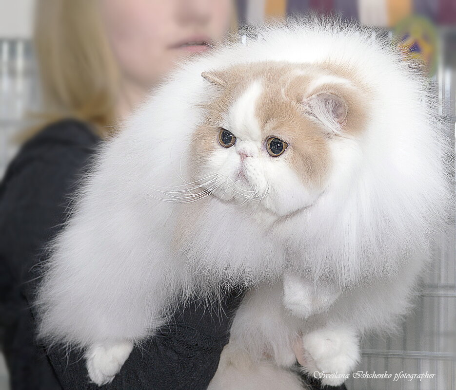 Персидская кошечка - Светлана Ищенко Персидская кошечка - Светлана Ищенко