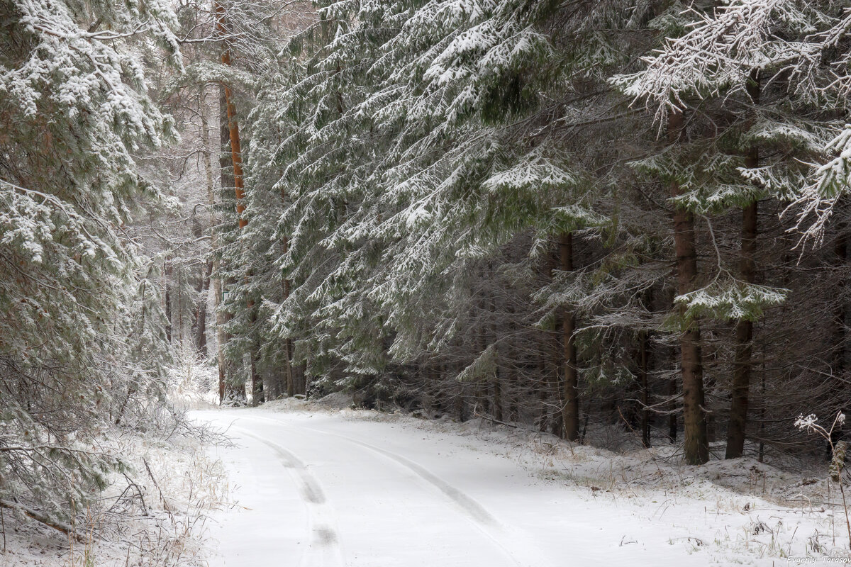 Предзимье - Евгений Тарасов 