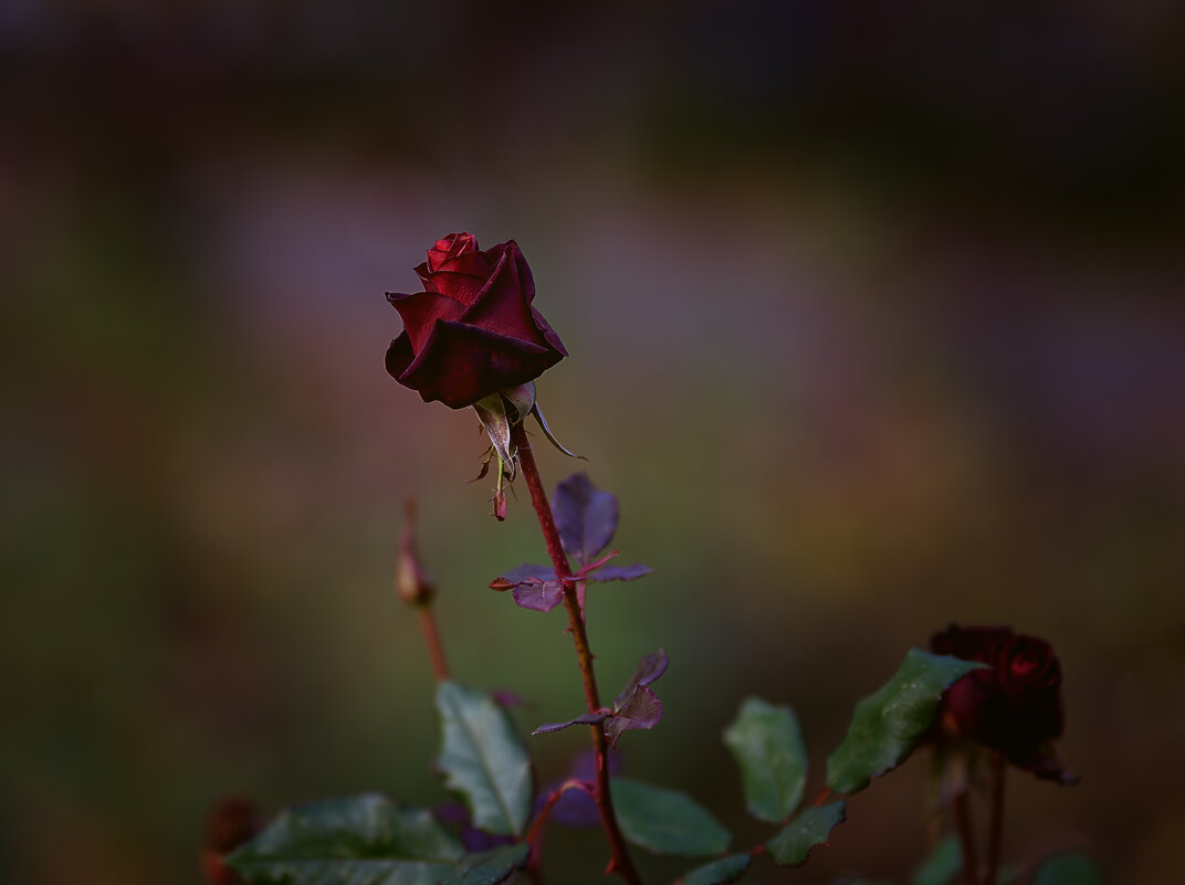 Увядающа красавица - Vladimir 