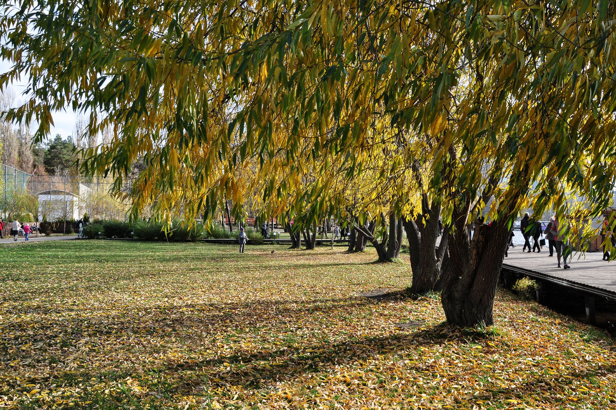 Выдался тёплый ноябрьский денёк (8 ноября +13) - Татьяна Машошина Выдался тёплый ноябрьский денёк (8 ноября +13) - Татьяна Машошина