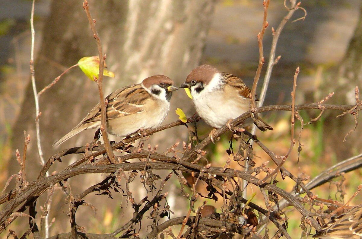 Беседа - Елена Елена