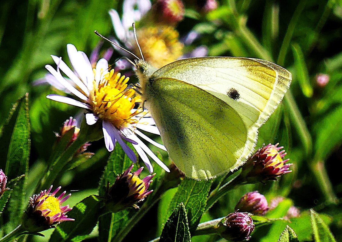 Мир бабочек- как красив, но как коротен! - Владимир Манкер