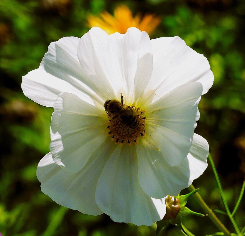 Гармония флоры и фауны(серия) - Владимир Манкер Гармония флоры и фауны(серия) - Владимир Манкер