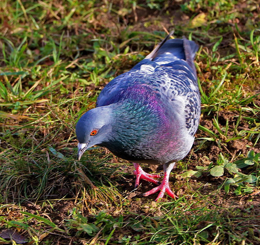 Что это там? - Светлана 