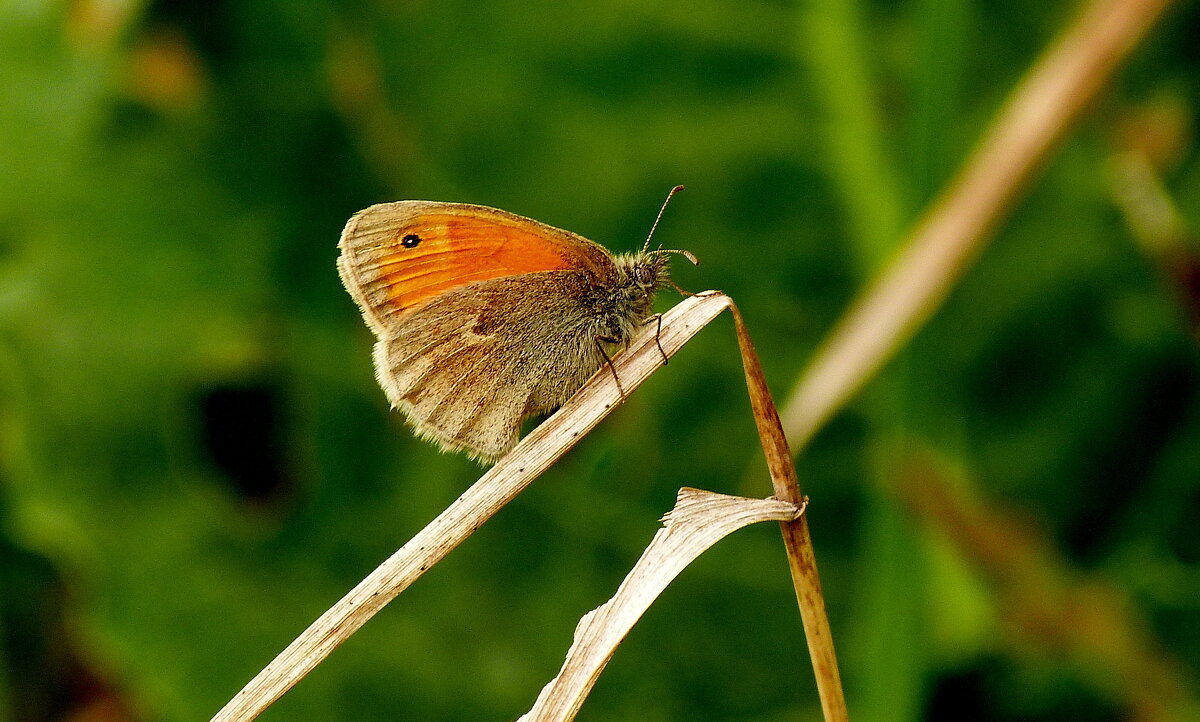 опять про бабочек...17 - Александр Прокудин