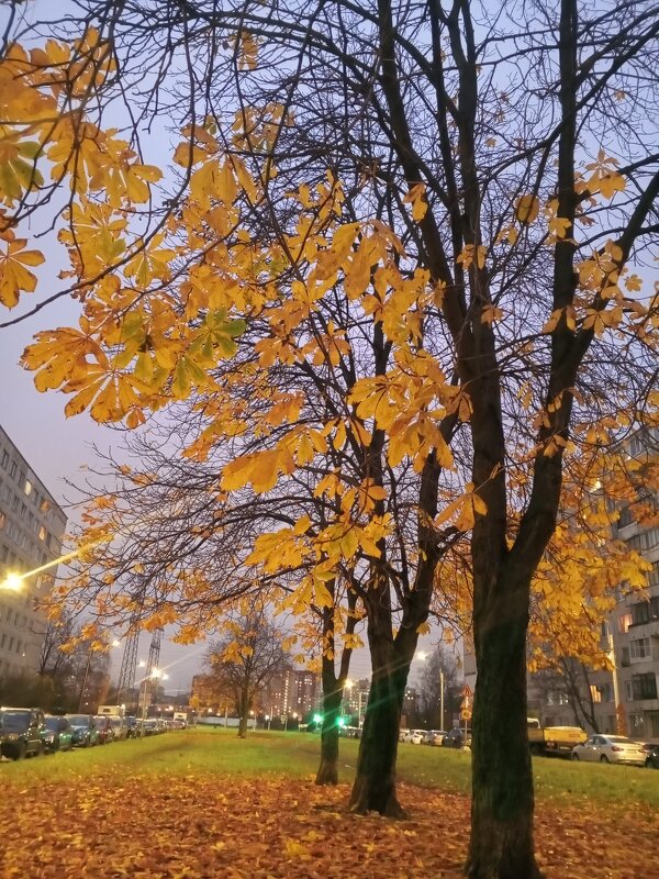 Осень - Сапсан 