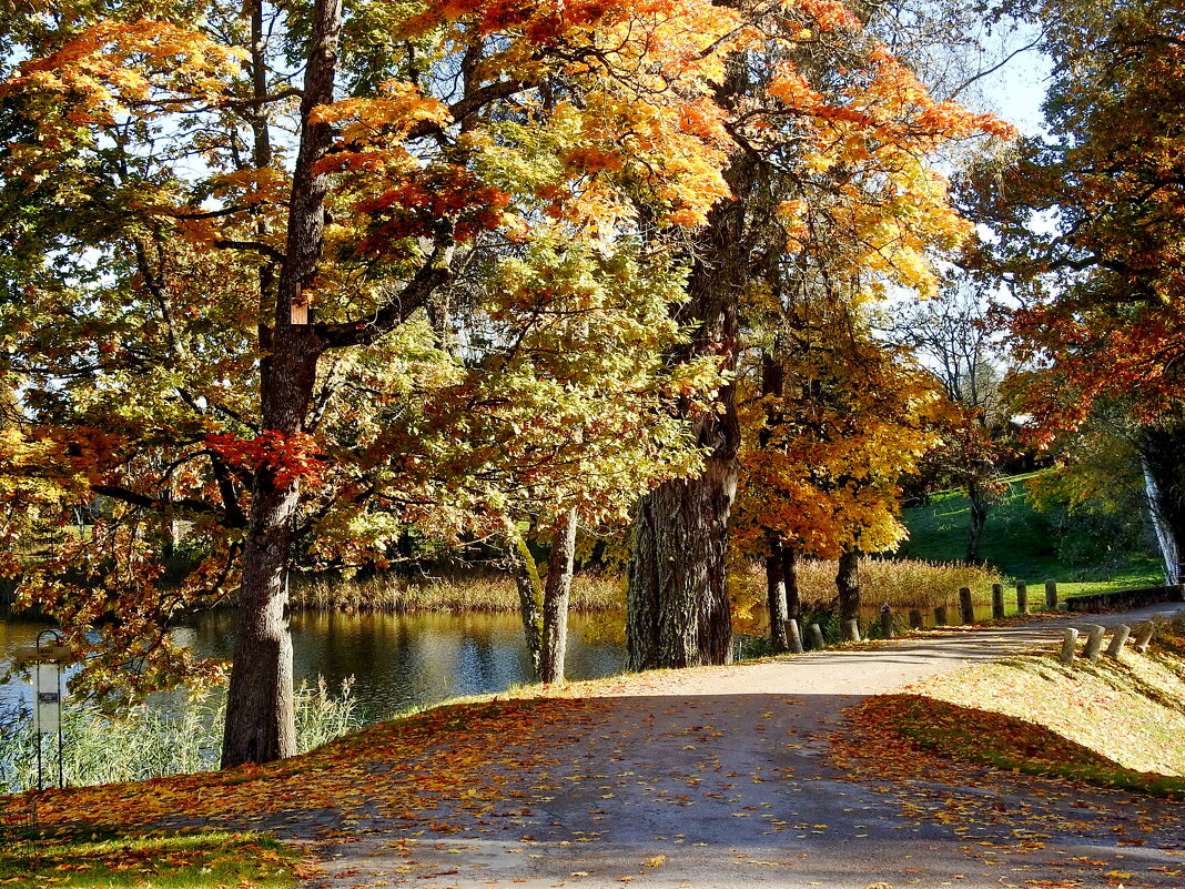 наша осень - ИННА ПОРОХОВА