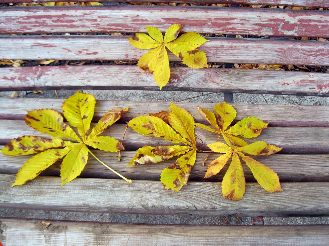 Этюд ноября - Galina Solovova