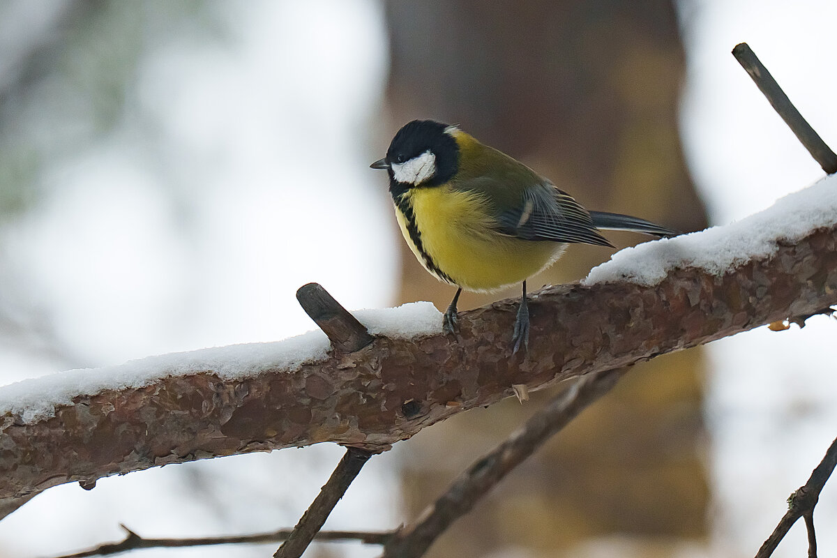 *** - Виктор Фельдшеров